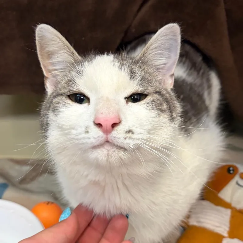 An adult medium-sized male Gray / Blue / Silver Domestic Short Hair cat named Gru for adoption in Newark, NJ