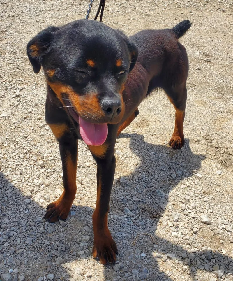 A young large-sized male Black Rottweiler dog named Wyatt for adoption in Oswego, IL