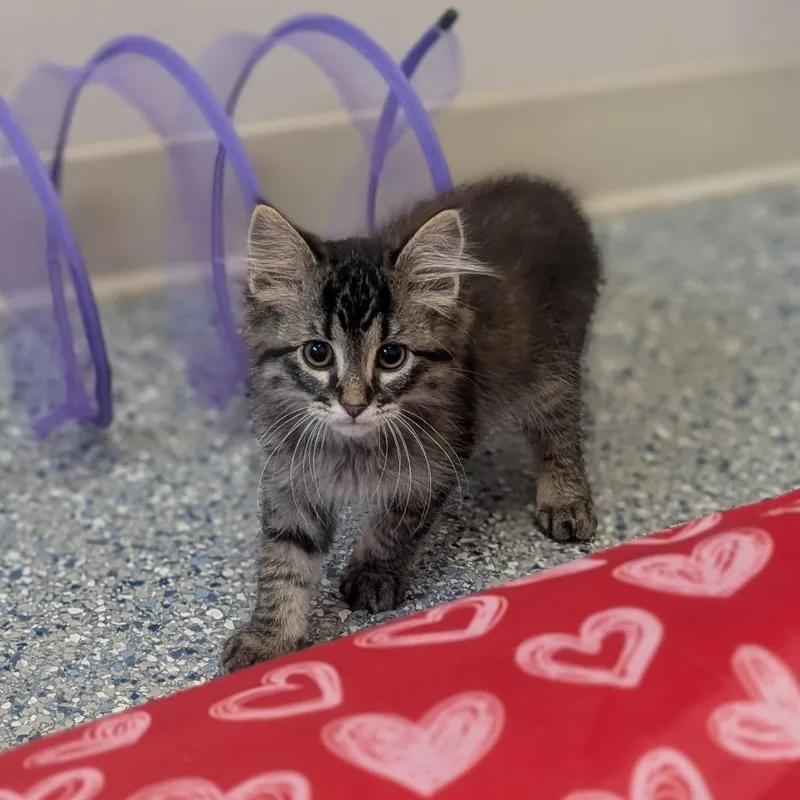 A baby small-sized male Brown / Chocolate Domestic Short Hair cat named Elliot for adoption in Prairie du Chien, WI