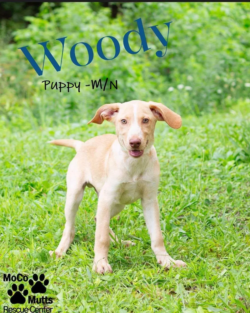 Woody thumbnail 3