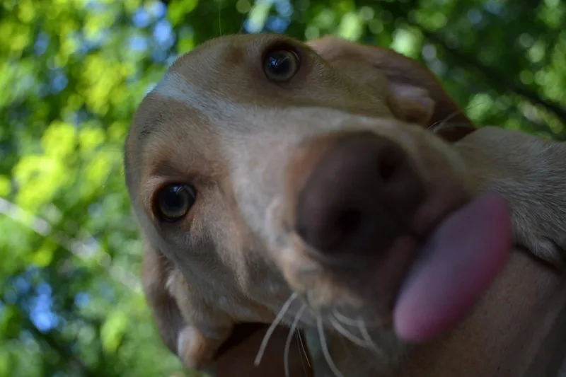 Woody thumbnail 5
