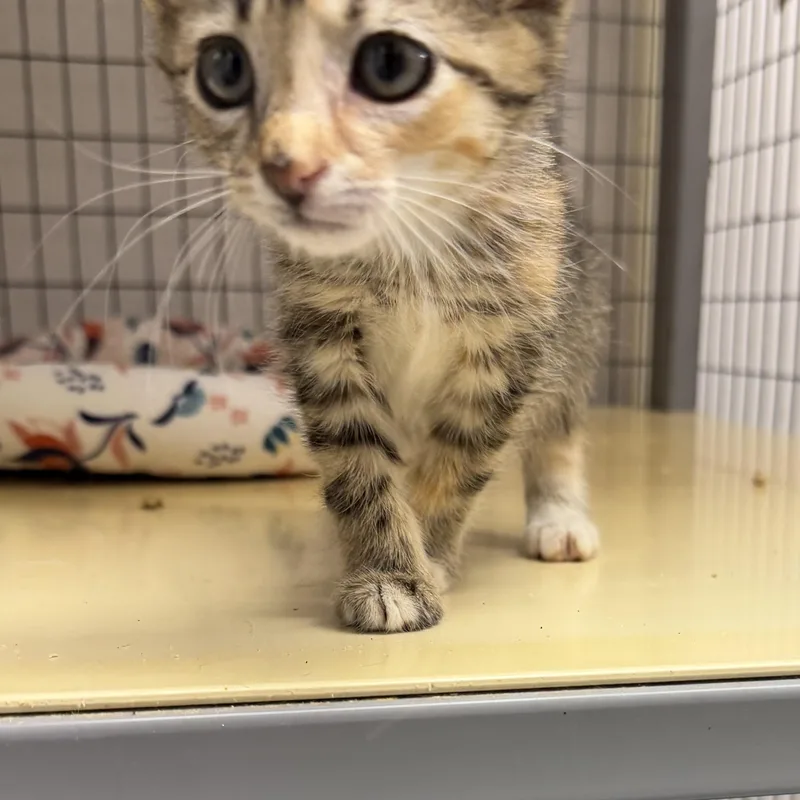 A baby medium-sized female Dilute Calico Domestic Short Hair cat named Penny for adoption in Senatobia, MS