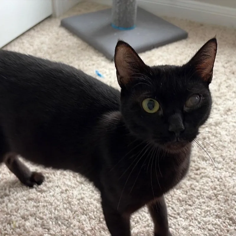 A young medium-sized female Black Domestic Short Hair cat named Nikki for adoption in Baytown, TX