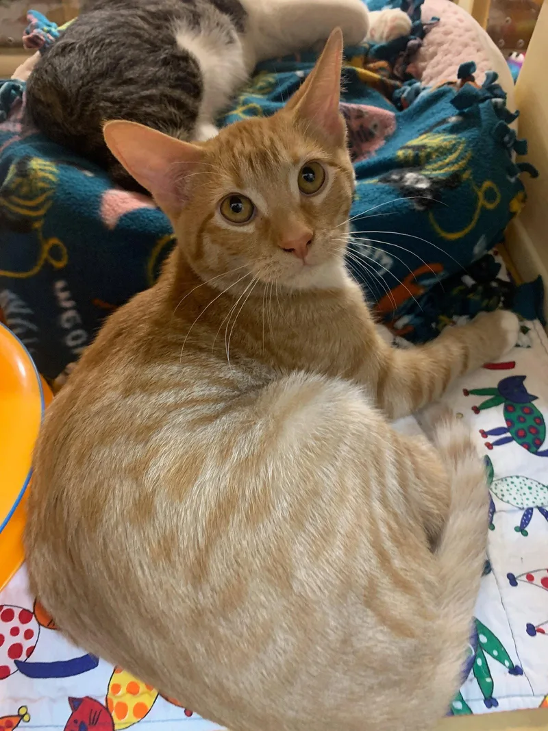 A baby medium-sized male Orange & White Domestic Short Hair cat named Loki Loe for adoption in San Jose, CA
