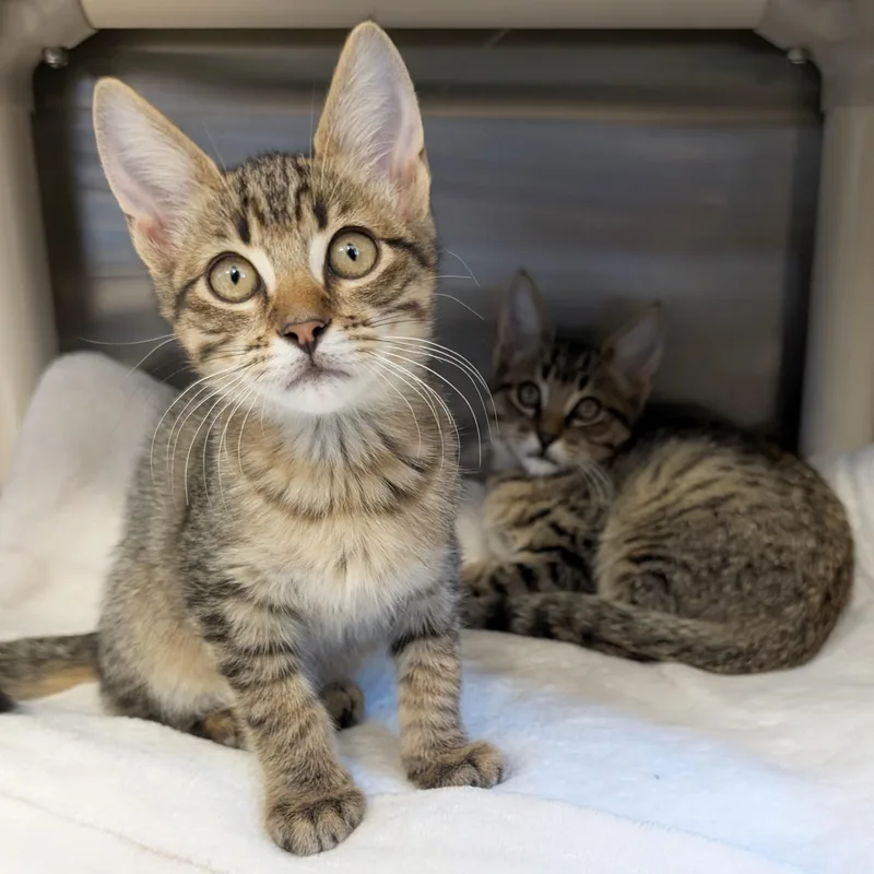 A baby medium-sized male Tabby (Brown / Chocolate) Domestic Short Hair cat named Riff Reduced Fee for adoption in Jefferson, WI