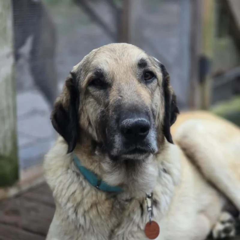 An adult large-sized female Bicolor Anatolian Shepherd dog named Moira for adoption in Lincolnshire, IL