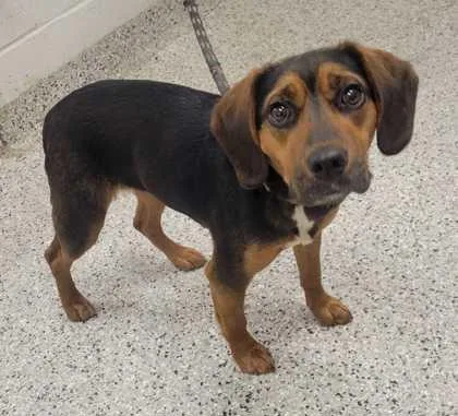 An adult small-sized female Black Beagle dog named Junie for adoption in Kansas City, MO