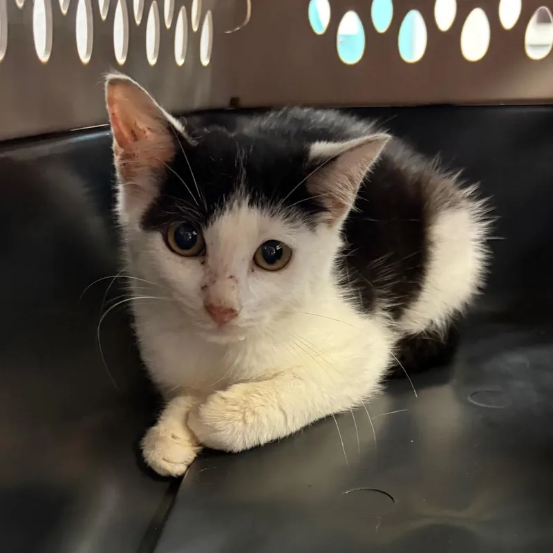 A baby small-sized female Black Domestic Short Hair cat named Chipette for adoption in Newark, NJ