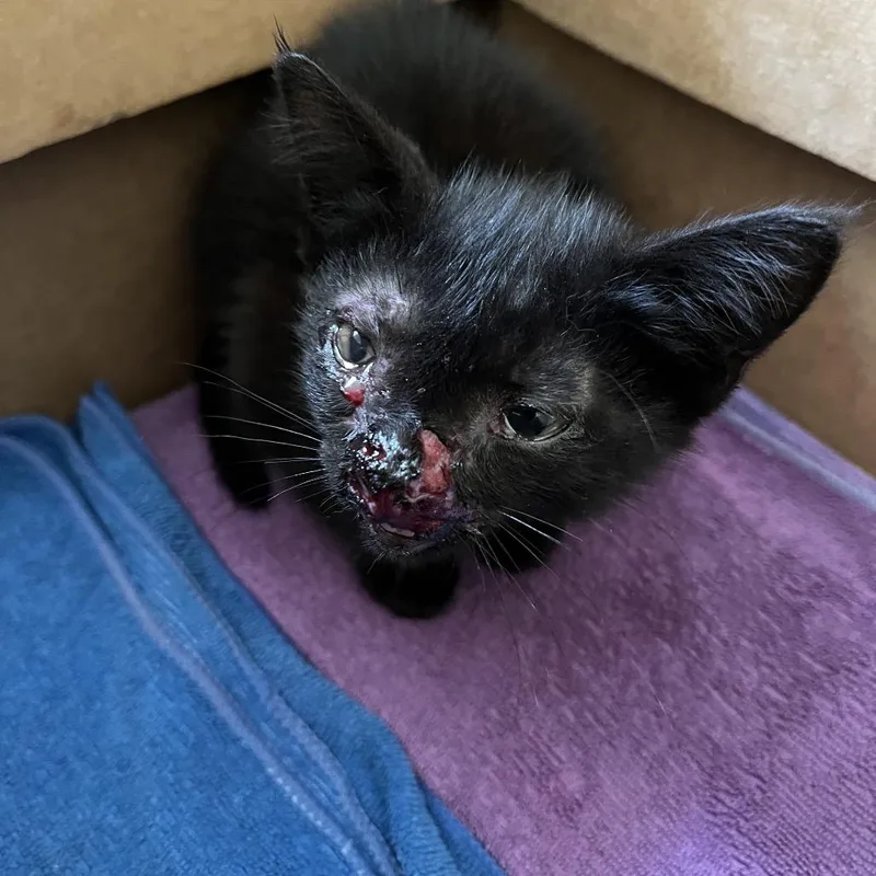 A baby small-sized female Black Domestic Medium Hair cat named Myra for adoption in Dillon, SC