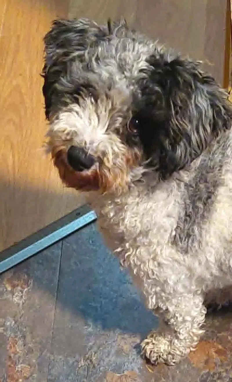 Sophie thumbnail 2