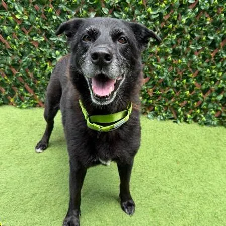 A senior large-sized female Black Labrador Retriever dog named Palm Tree for adoption in West Palm Beach, FL
