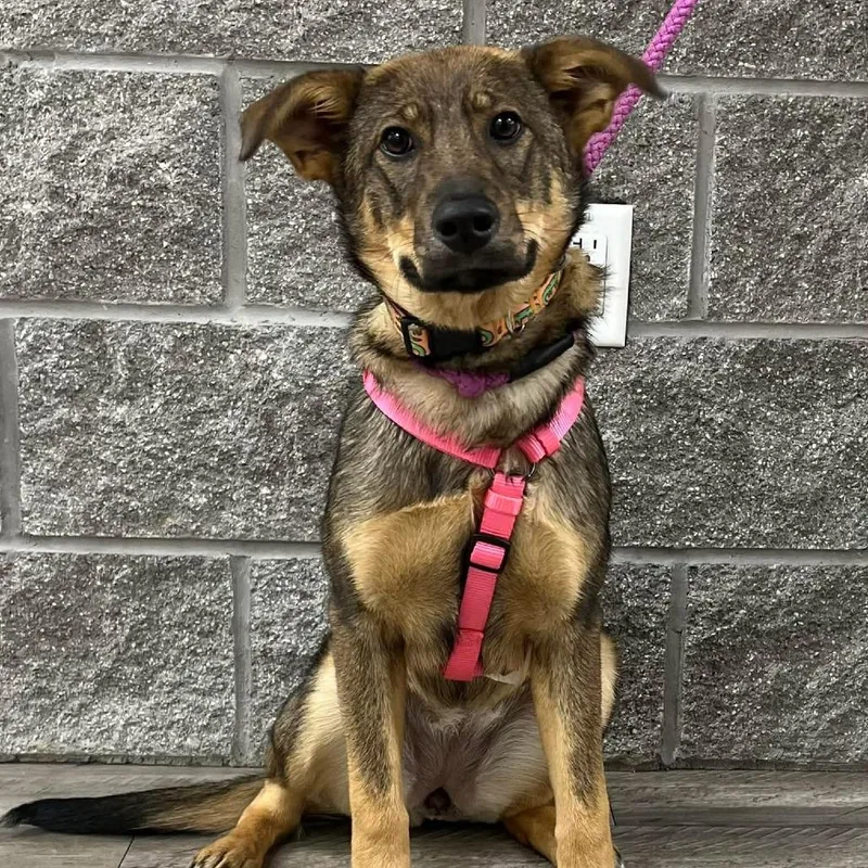 Carly Ii thumbnail 2