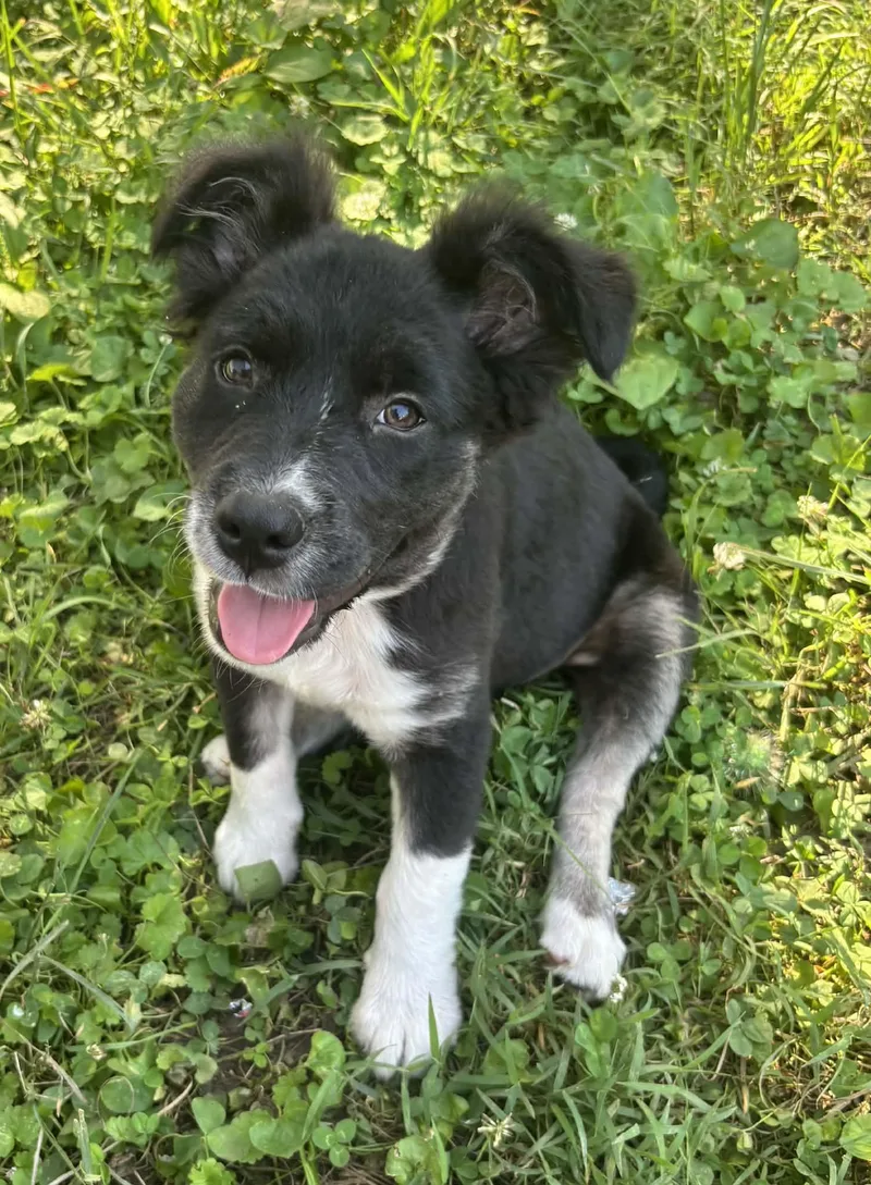 A baby medium-sized female Border Collie dog named Dipper for adoption in Croydon, NH