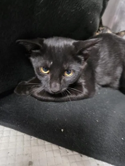 A baby medium-sized male Domestic Short Hair cat named Jesse for adoption in Houston, TX