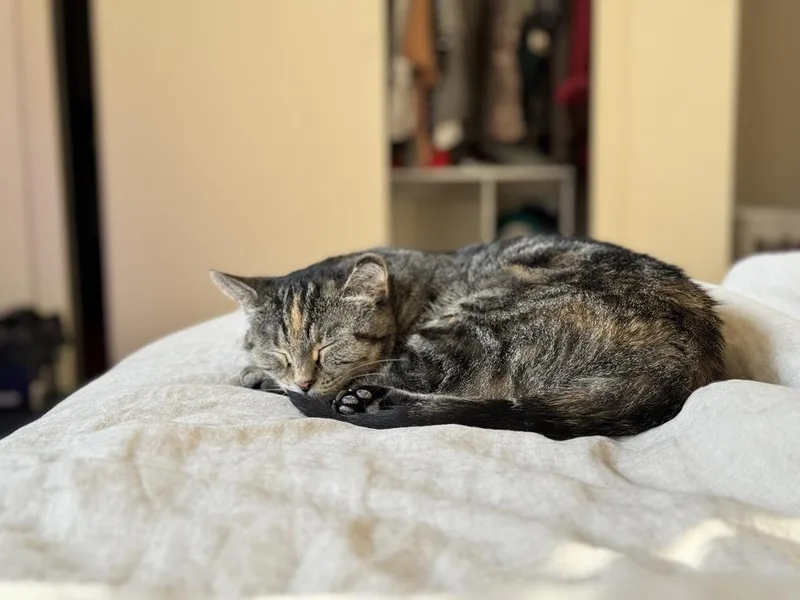An adult medium-sized female Domestic Short Hair cat named Rey for adoption in Saint Paul, MN