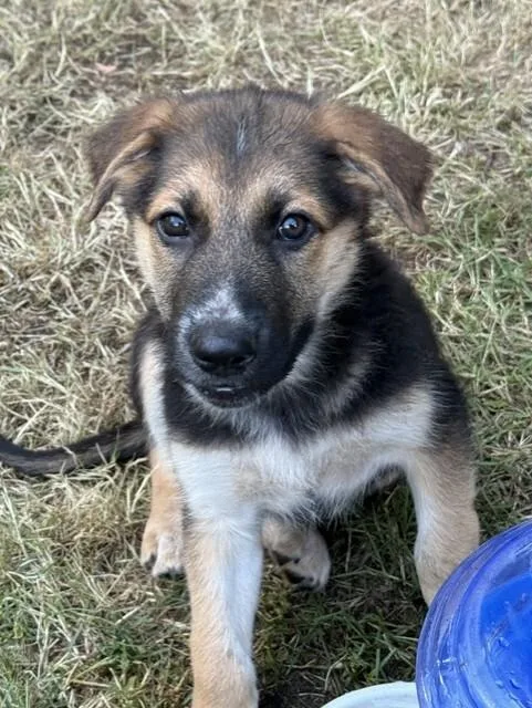 A young large-sized male German Shepherd Dog dog named Thor for adoption in Seattle, WA