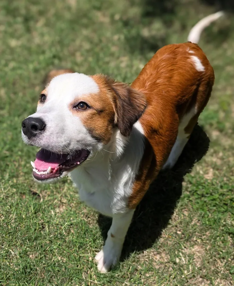 A baby medium-sized male Yellow / Tan / Blond / Fawn Australian Shepherd dog named Waldo for adoption in Gainesville, TX