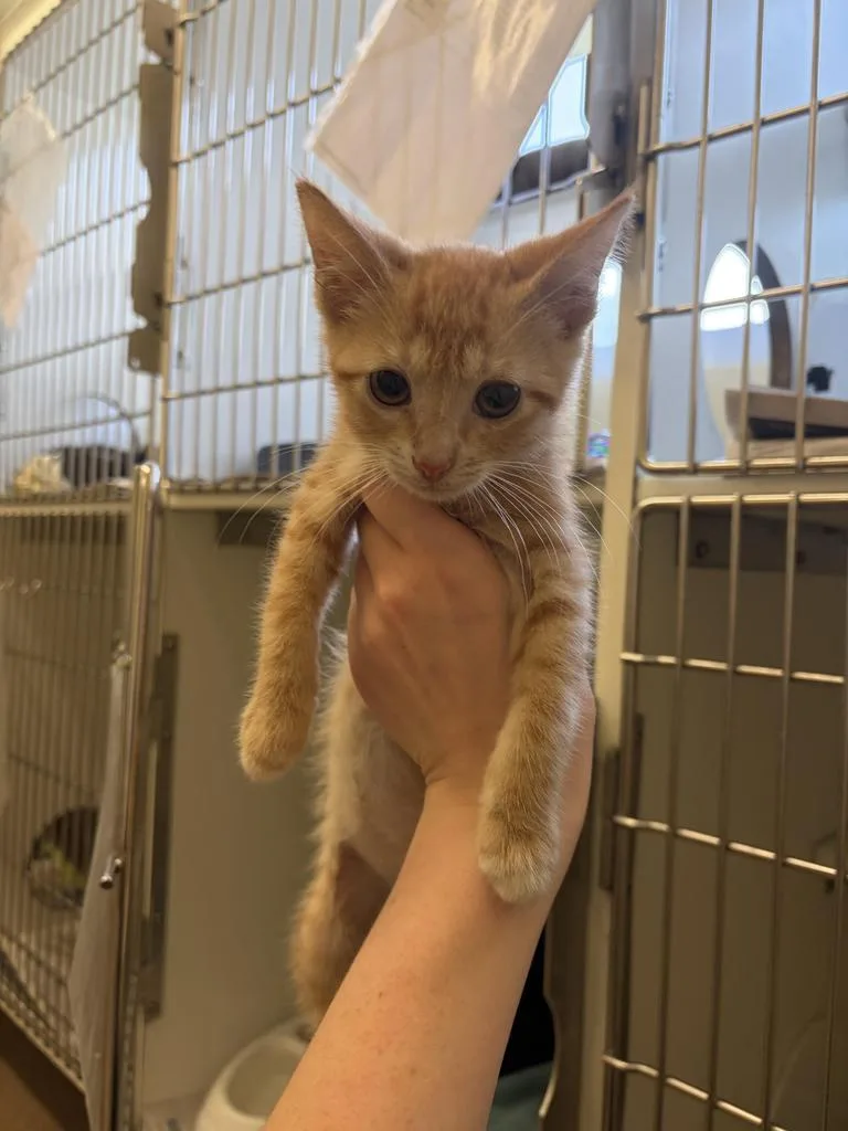 A baby medium-sized male Domestic Short Hair cat named Creamsicle ✅ for adoption in Florence, SC