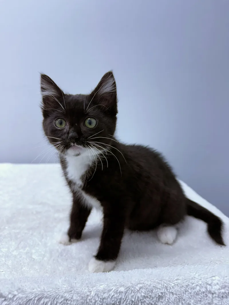A baby medium-sized female Black Domestic Short Hair cat named Hannah for adoption in Mount Vernon, OH
