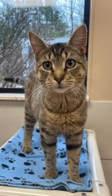An adult medium-sized male Tabby (Brown / Chocolate) Domestic Short Hair cat named Dave for adoption in Prudenville, MI