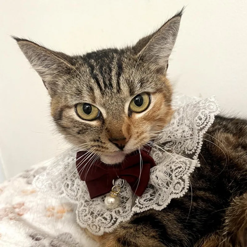 A young small-sized female Brown / Chocolate Domestic Short Hair cat named Ruby for adoption in Long Beach, CA