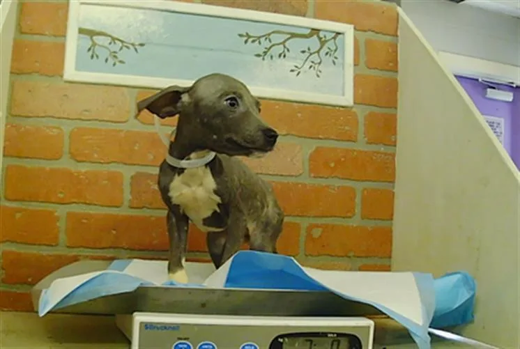 A baby small-sized male Staffordshire Bull Terrier dog named Chase for adoption in Houston, TX
