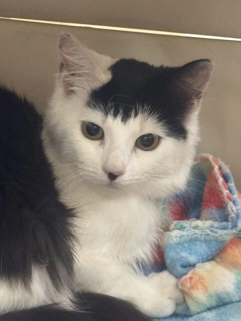 A young medium-sized female Black & White / Tuxedo Domestic Medium Hair cat named Naz for adoption in Sonora, CA