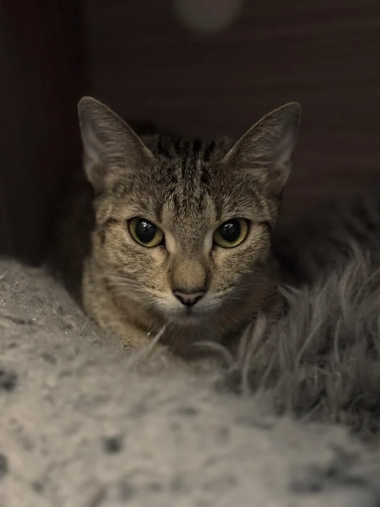 A baby small-sized female Brown / Chocolate Domestic Short Hair cat named Avalanche for adoption in Dallas, TX