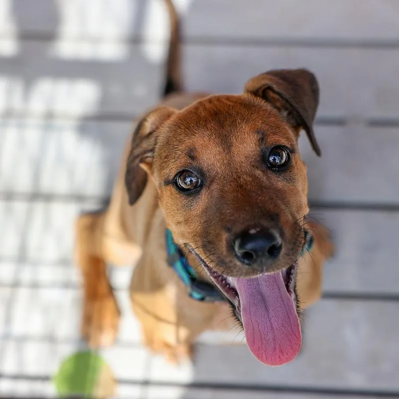 A baby medium-sized female Yellow / Tan / Blond / Fawn Mixed Breed dog named Tater Tot for adoption in Bradenton, FL