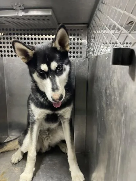 An adult large-sized male Siberian Husky dog named Leon for adoption in Victorville, CA