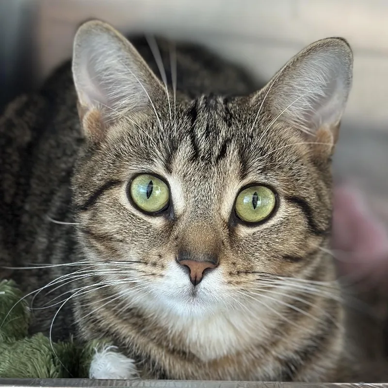 A young medium-sized female Gray / Blue / Silver Domestic Short Hair cat named Cinnamon Spice for adoption in Matteson, IL