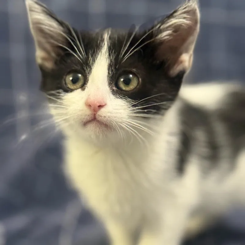A baby small-sized male Black American Shorthair cat named Superman for adoption in Brea, CA