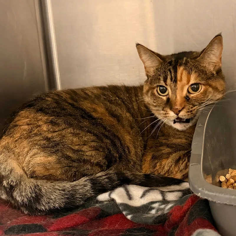 An adult small-sized female Domestic Short Hair cat named Honey for adoption in Franklin, NC
