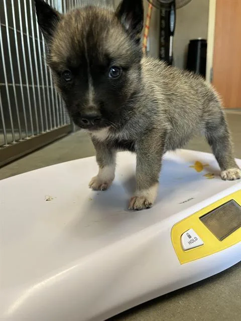 A baby small-sized female German Shepherd Dog dog named Augusta for adoption in Santa Cruz, CA