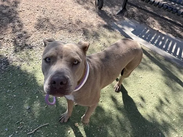 A young large-sized female Pit Bull Terrier dog named Lilac for adoption in Phoenix, AZ