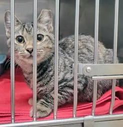 A baby small-sized female Domestic Short Hair cat named Honey for adoption in Fishers, IN