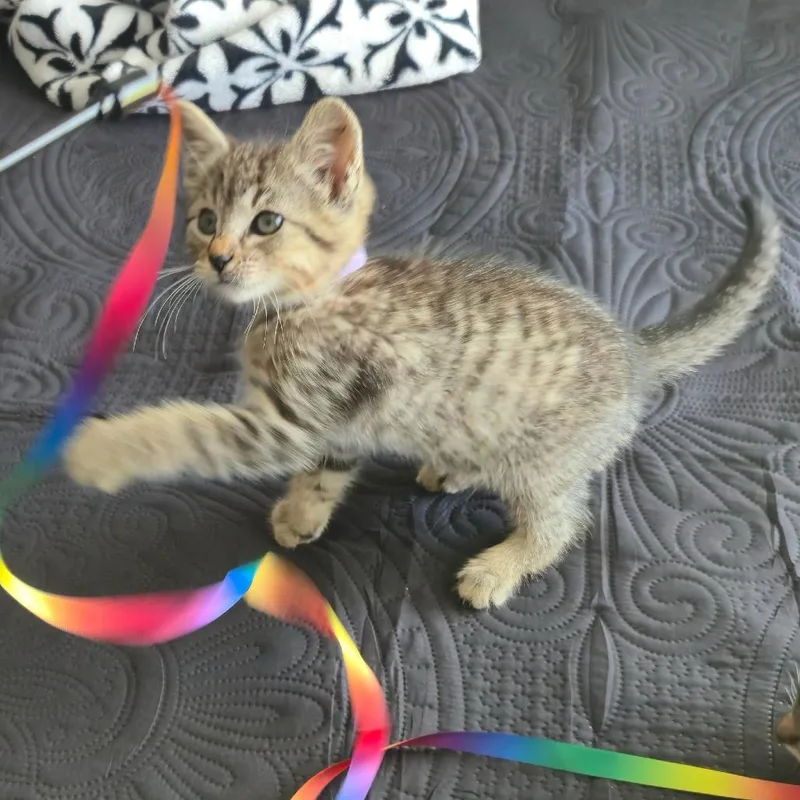 A baby small-sized male Brown / Chocolate Domestic Short Hair cat named Squeak for adoption in Escondido, CA