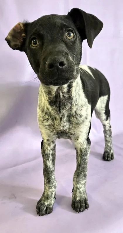 A baby medium-sized male Terrier dog named Zebra for adoption in Morton Grove, IL