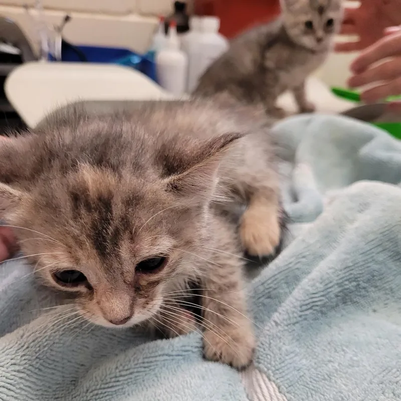 A baby small-sized female Gray / Blue / Silver Domestic Short Hair cat named Biscotti for adoption in Lake Panasoffkee, FL