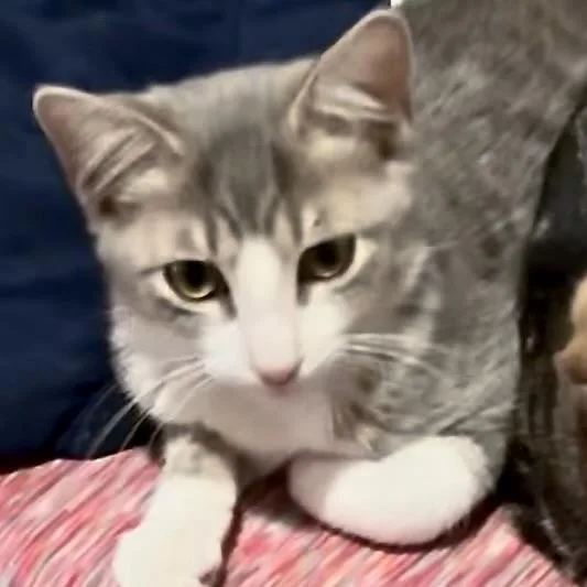 A baby medium-sized male Gray & White Domestic Short Hair cat named Elvis & Edgar for adoption in Liverpool, TX