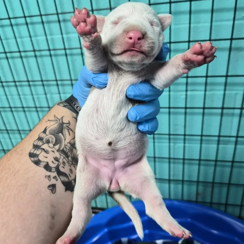 A baby large-sized female White / Cream Terrier dog named Plumeria for adoption in Wahiawa, HI
