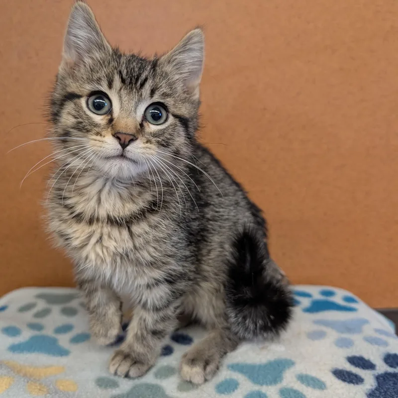 A baby small-sized male Tabby (Brown / Chocolate) Domestic Medium Hair cat named Grover for adoption in Rochester, MN
