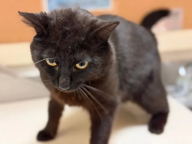 An adult small-sized male Domestic Medium Hair cat named Frankie for adoption in Fairfield, CA