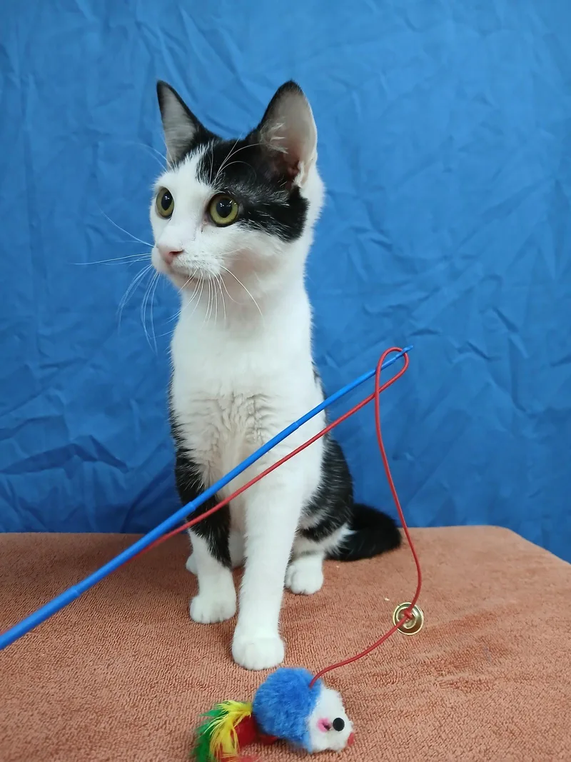 A young medium-sized female Domestic Short Hair cat named Tammy for adoption in Winton, NC