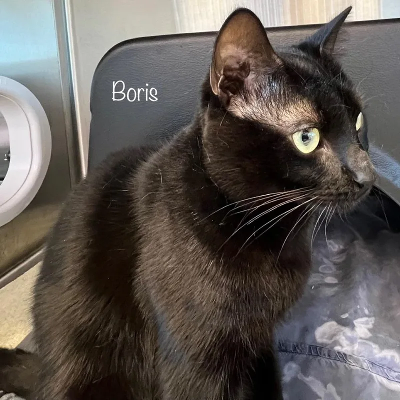 Boris thumbnail 2