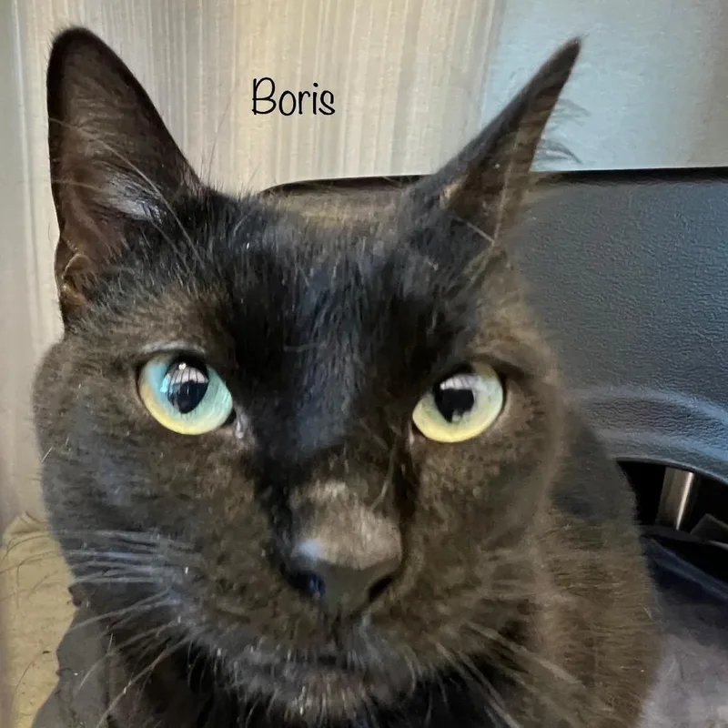 Boris thumbnail 3