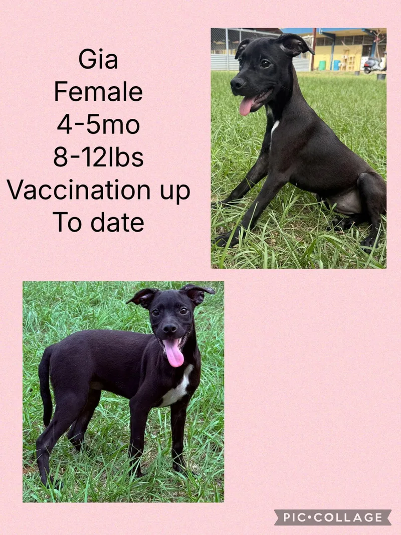A young small-sized female Whippet dog named Gia for adoption in Virginia Beach, VA