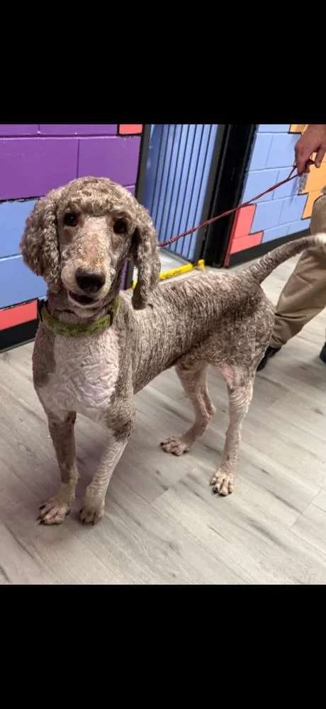 A young large-sized male Poodle dog named Stanley poodle for adoption in Canton , GA