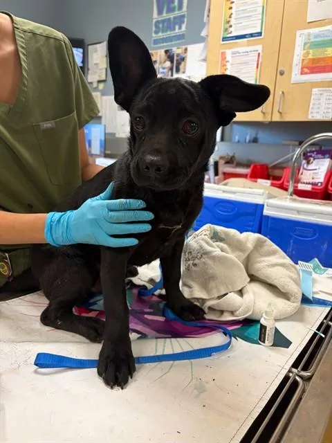 A young small-sized male Pug dog named Batman for adoption in Riverside, CA
