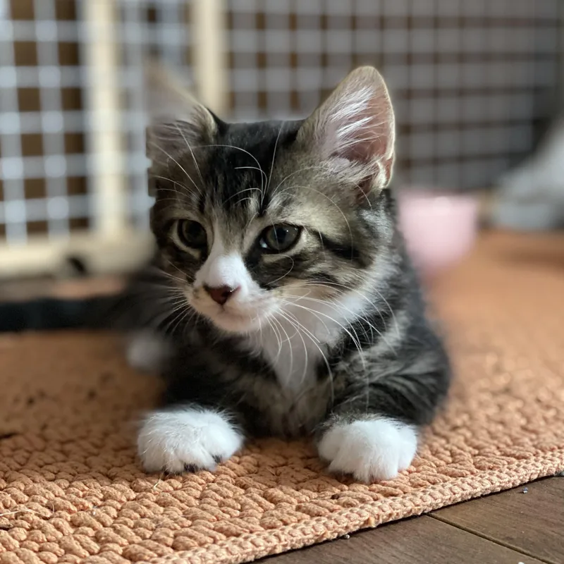 A baby small-sized male Tabby (Brown / Chocolate) Domestic Medium Hair cat named Sweetie Pie Squeak for adoption in Stamford, CT